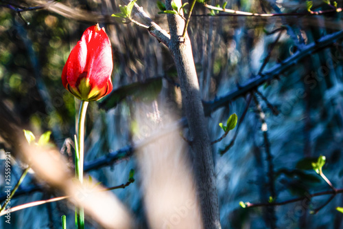 tulip south france french photo