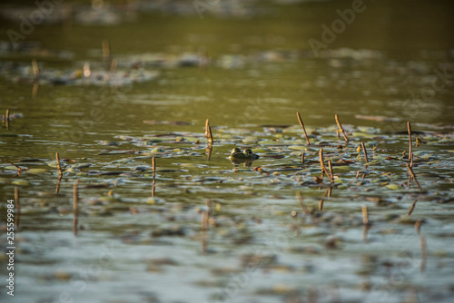 green frog eyes