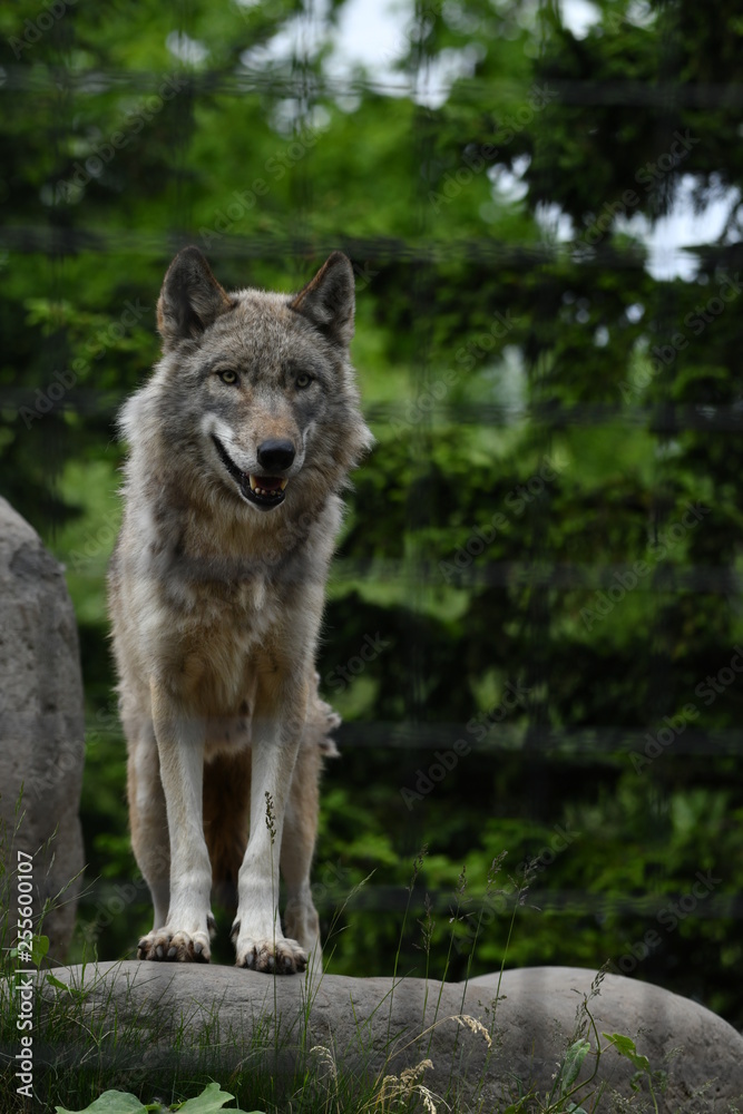 Obraz premium 動物園