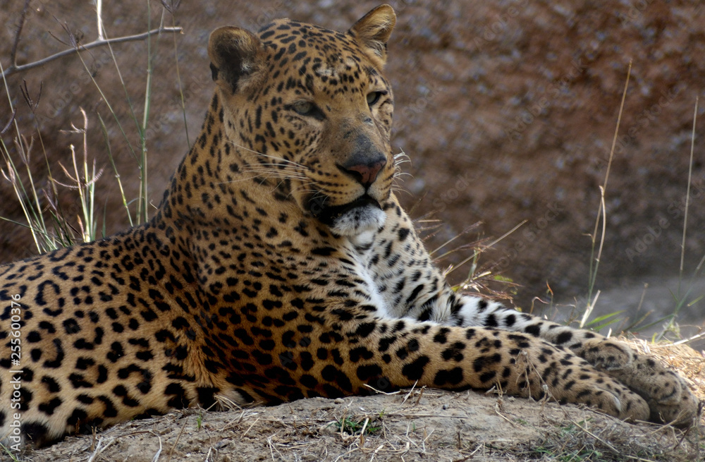 The leopard is one of the five extant species in the genus Panthera, is a member of the Felidae. Compared to other wild cats, the leopard has relatively short legs and a long body with a large head. I The leopard is one of the five extant species in the genus Panthera, is a member of the Felidae. Compared to other wild cats, the leopard has relatively short legs and a long body with a large head. I