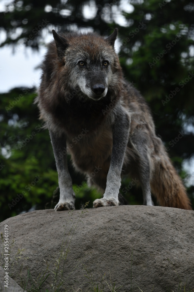 Fototapeta premium 動物園