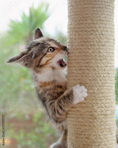 Canvas Print Crazy cat kitten, European Shorthair, playing boisterously with a scratching pos