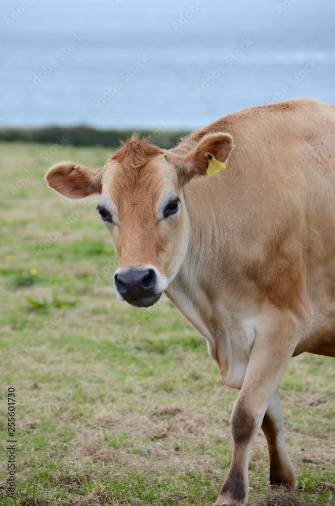 Jersey cow in a field