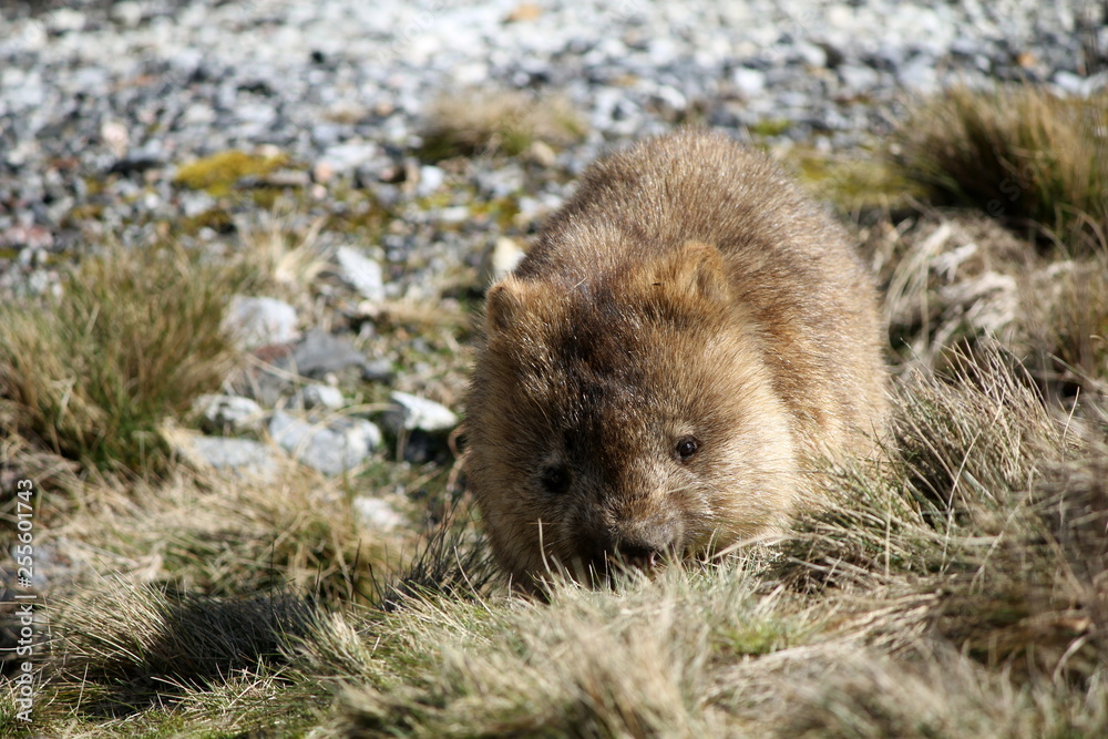 Cute white wombat seen in Tasmania Cute white wombat seen in Tasmania