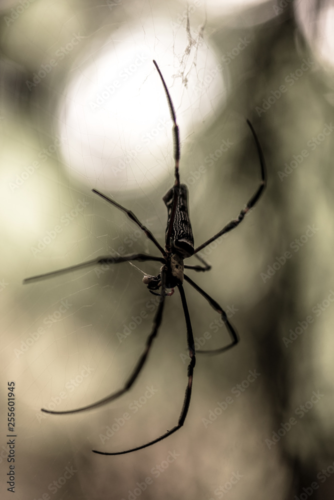 Close-up of a mysterious spider net. spider webs, Sensitive Focus Close-up of a mysterious spider net. spider webs, Sensitive Focus