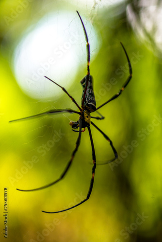 Close-up of a mysterious spider net. spider webs, Sensitive Focus