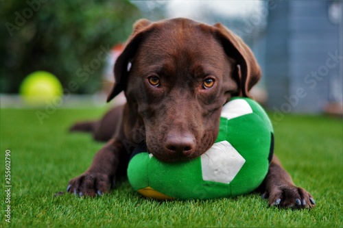 Cute labrador puppy in green grass on a summer day with ball