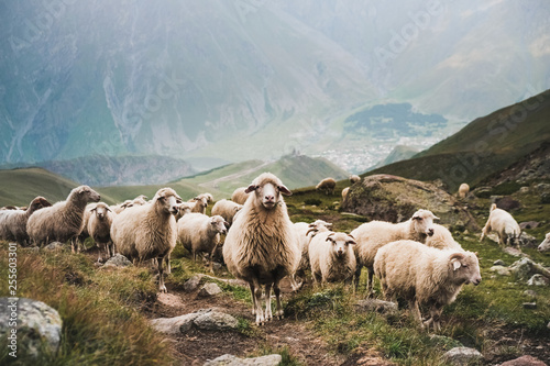 Flock of sheep in Georgian mountains, close up, looking directly into camera