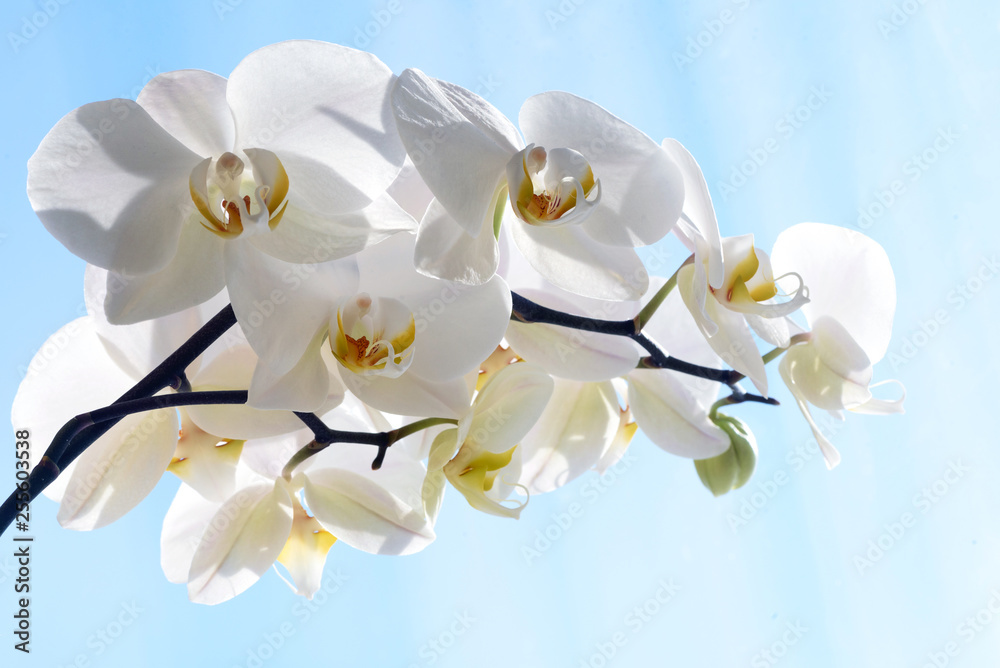 Fototapeta premium White Orchid Phalaenopsis Amabilis Flower Petal