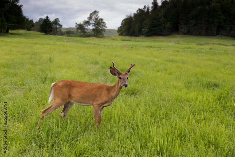 Naklejka premium Beautiful young red deer standing in high grass in field, with trees and cloudy sky in the background