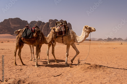 Camels in Wadi Rum desert in Jordan