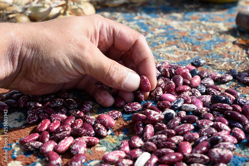 Schilderij op canvas Mans Hand Inspecting Runner Beans Seed