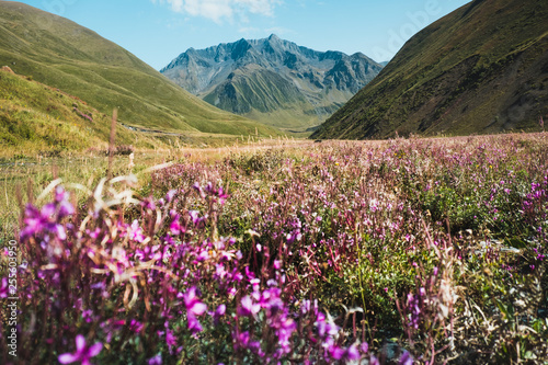 picturesque view of green mountains and pink flowers, amazing landscape, Georgia, Asia