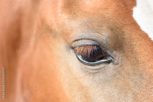 Close up of a Brown Horses Eye