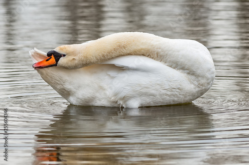 Swan On a Lake. Swan cleans the feathers.