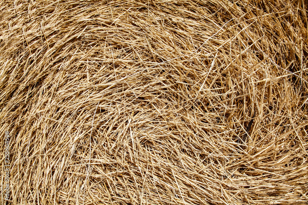 Closeup view on wheat straw in summer time. Closeup view on wheat straw in summer time.