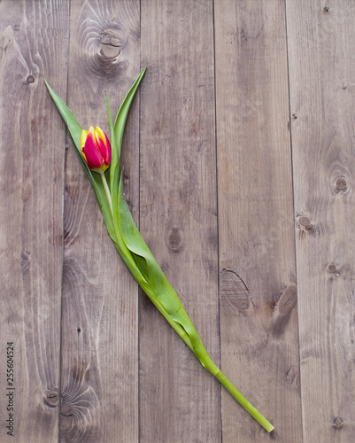 Fototapeta Naklejka Na Ścianę i Meble -  Spring Easter tulip flower on wooden background.View with copy space