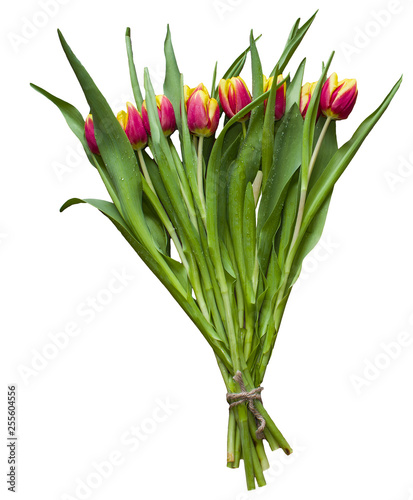 Isolated spring Easter bouquet of tulip flowers on a white background