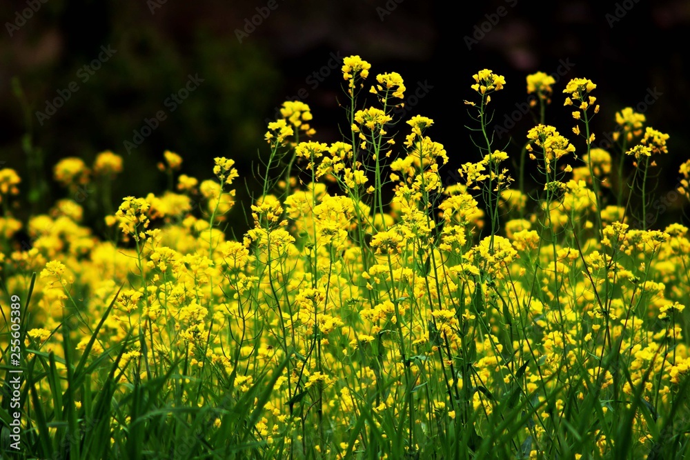 Fototapeta premium yellow flowers