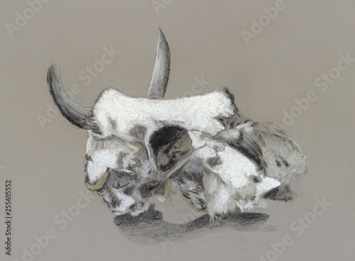 Fototapeta Naklejka Na Ścianę i Meble -  Drawing of cattle skull on grey background