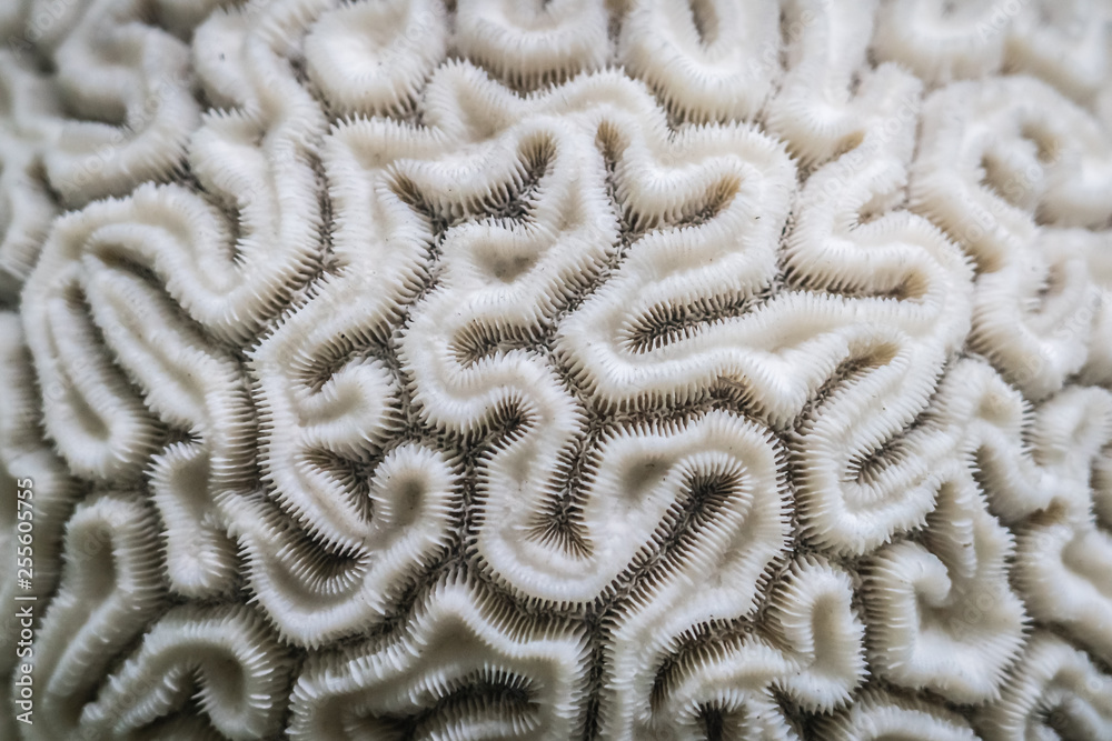 Coral close-up looking like the inside of human brain