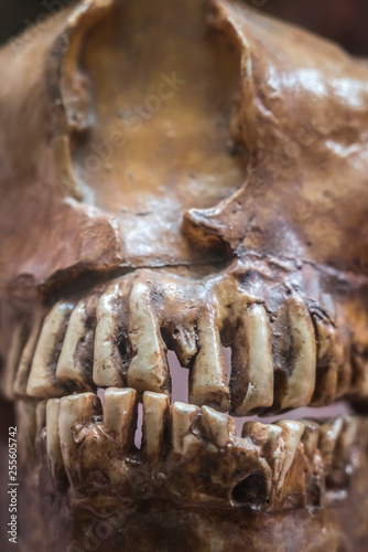Animal skeleton jaw on display