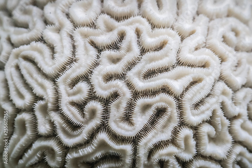 Coral close-up looking like the inside of human brain photo