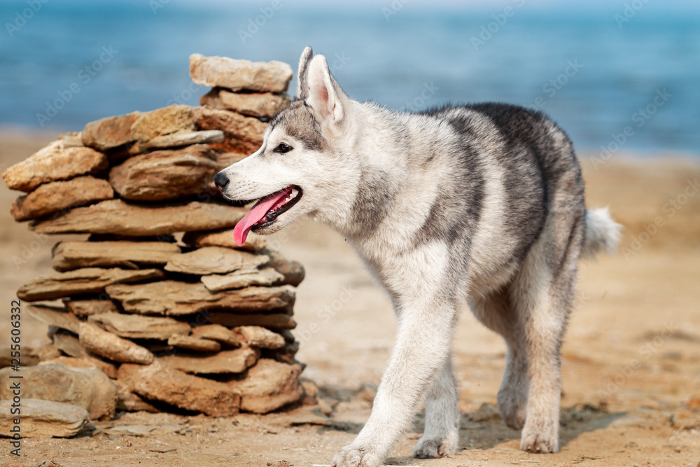 Dog on the beach. Siberian husky enjoying sunny day near the sea.