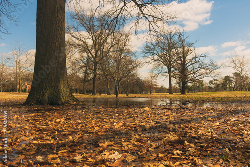 oak tree in spring in a flooded area