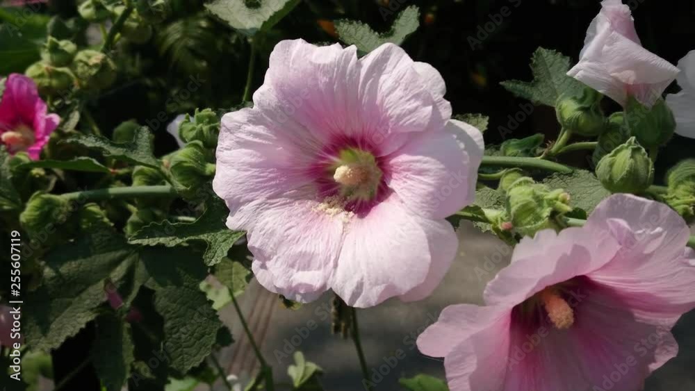 Pink Hollyhock (Althaea rosea) rocking along the wind. Pink Hollyhock (Althaea rosea) rocking along the wind.