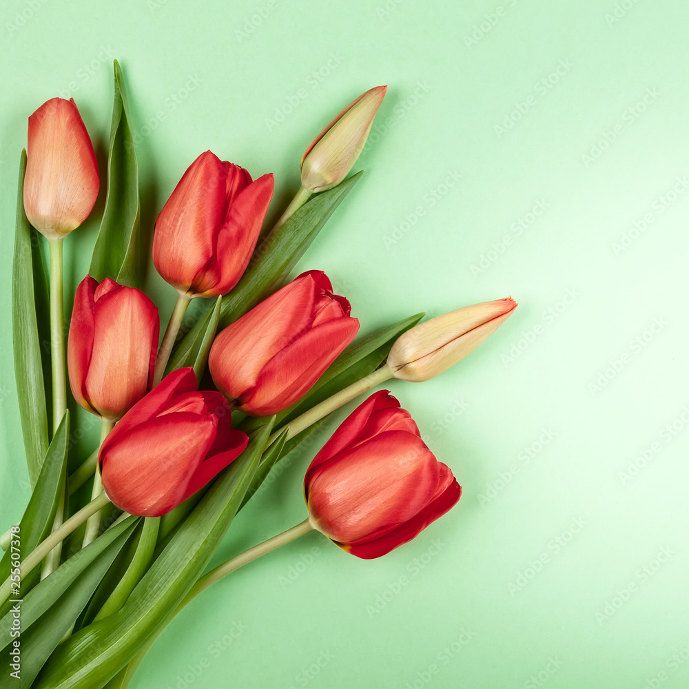 Beautiful red tulips flowers for holiday. Beautiful red tulips flowers for holiday.