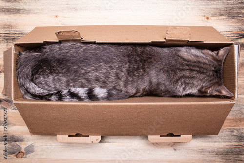 Cute, young cat fell asleep in a narrow box after a long and intense game, on a wooden background.