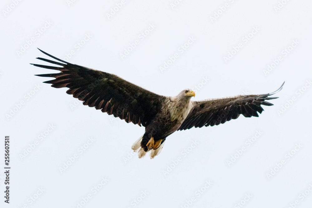 Obraz premium Seeadler