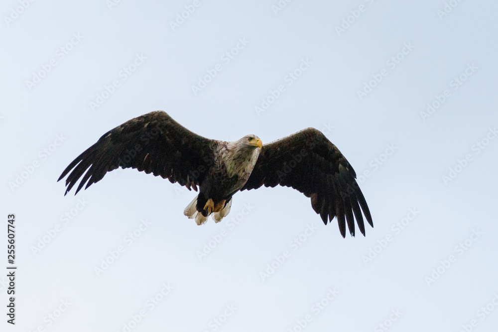 Obraz premium Seeadler