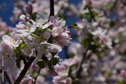 Bee on a flowering tree in the spring