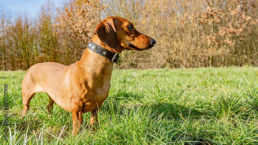 Beautiful dachshund on the green grass looking very attentive on a wonderful and sunny day in the countryside with dry trees background in the Netherlands Beautiful dachshund on the green grass looking very attentive on a wonderful and sunny day in the countryside with dry trees background in the Netherlands