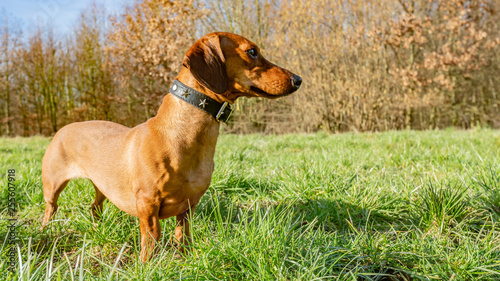 Beautiful dachshund on the green grass looking very attentive on a wonderful and sunny day in the countryside with dry trees background in the Netherlands © Emile