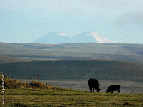 Cows graze in the field  and in the background mount Elbrus - the highest mountain in Europe.    