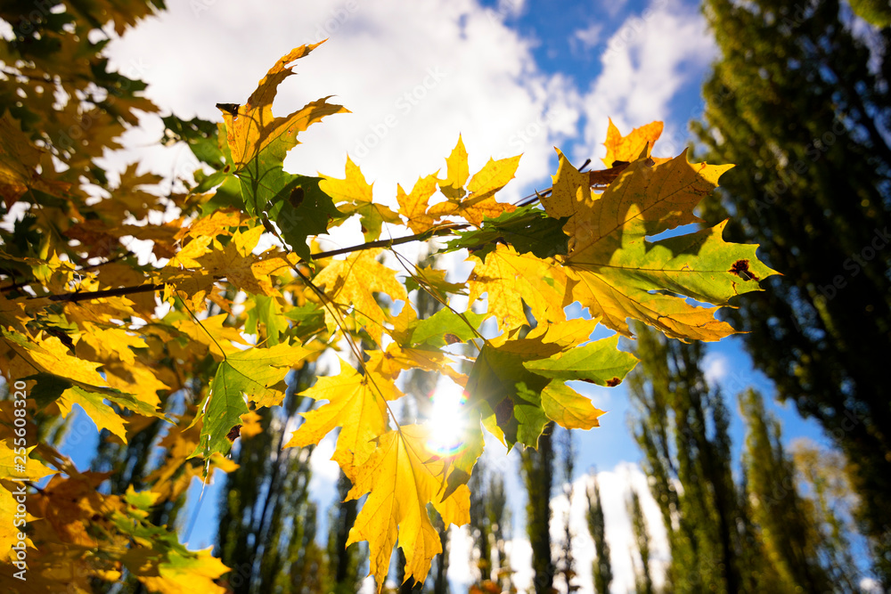 custom made wallpaper toronto digitalBeautiful landscape with magic autumn trees and fallen leaves in the mountains (harmony, relaxation - concept)