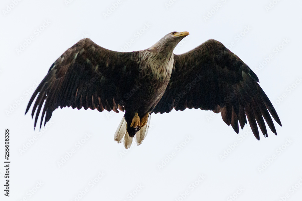 Obraz premium Orzeł bielik