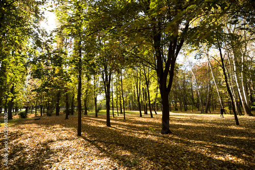 Wallpaper Mural Beautiful landscape with magic autumn trees and fallen leaves in the mountains (harmony, relaxation - concept) Torontodigital.ca