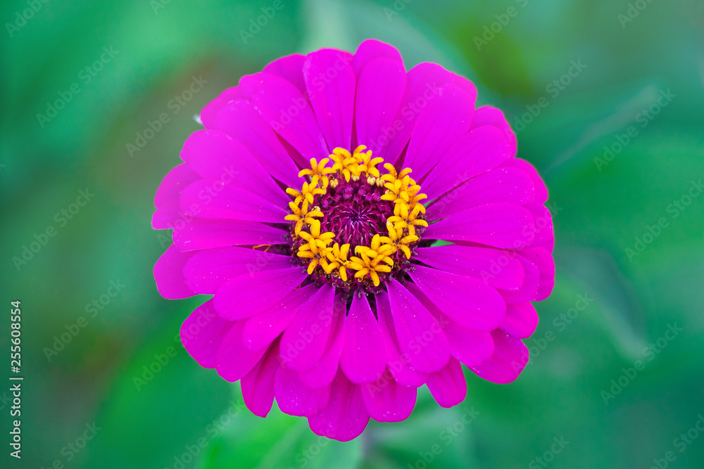 Obraz premium Pink flower zinnia close-up on green background_