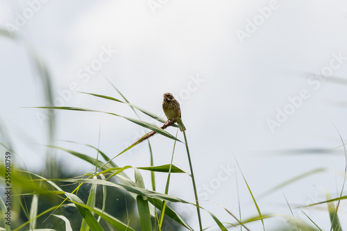 Heidelerche photo