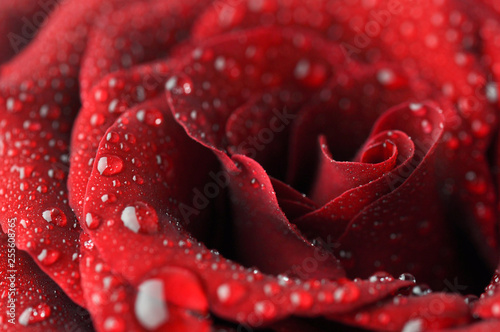Wet Red Roses With Water Drops.