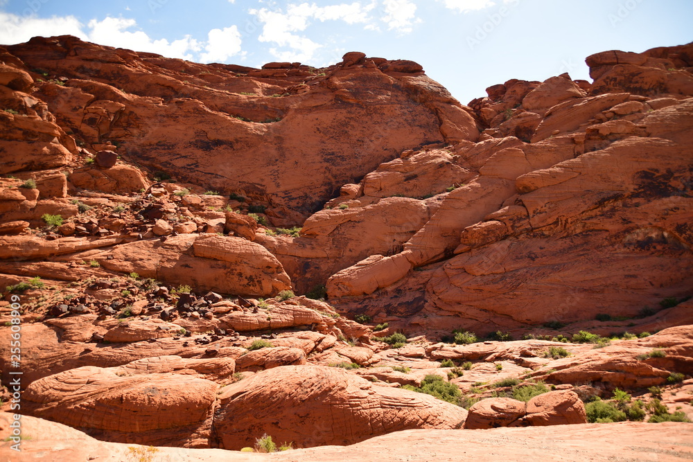 desert landscape