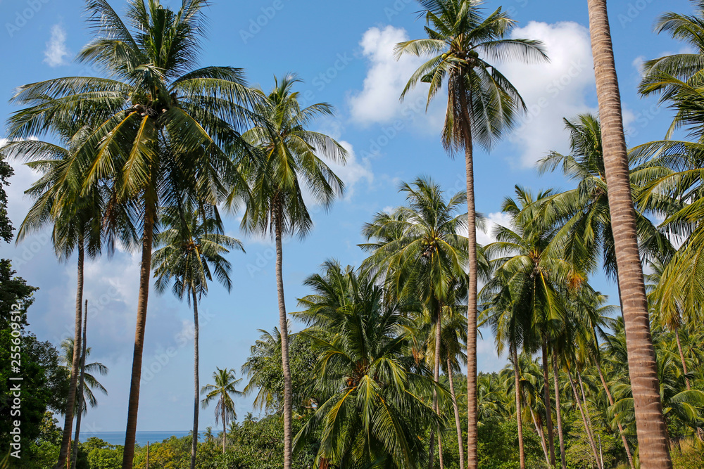 coconut palm trees with blue sky and sea in the background