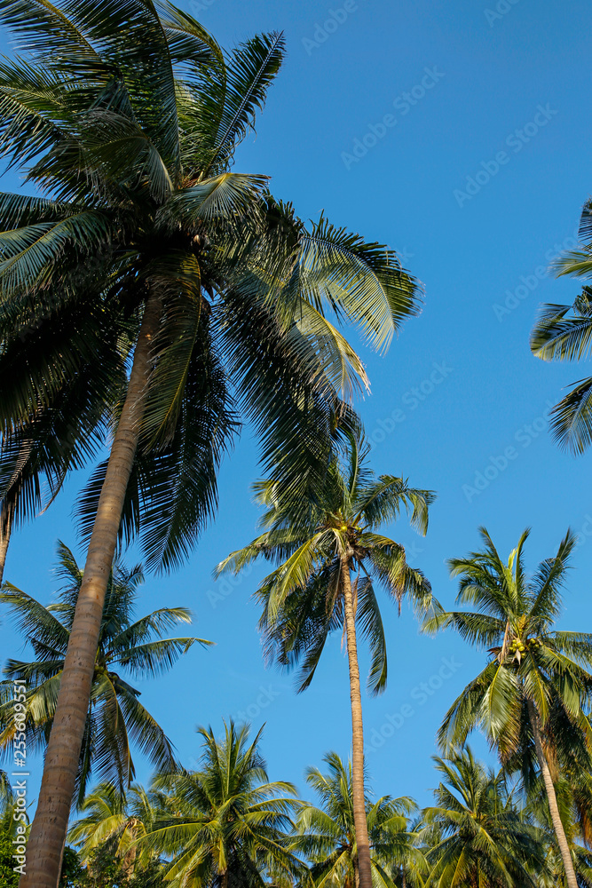 Fototapeta premium coconut palm trees against blue sky