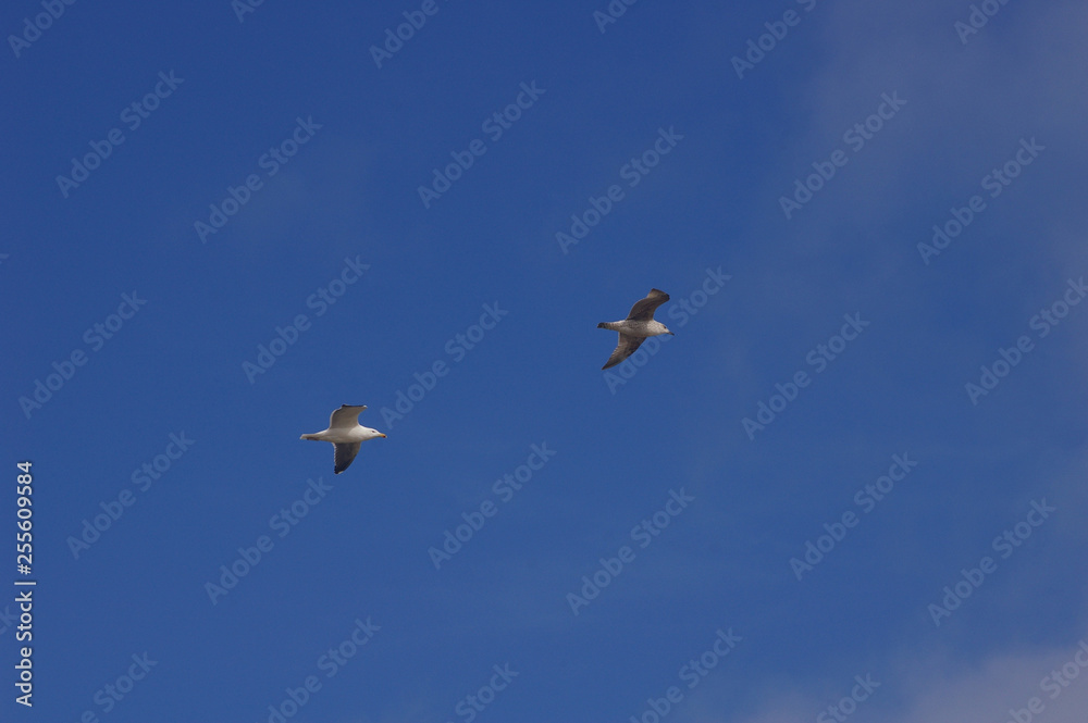duo volant de mouette et goéland duo volant de mouette et goéland