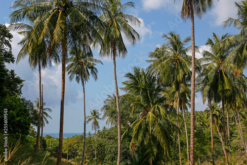 coconut palm trees with blue sky and sea in the background