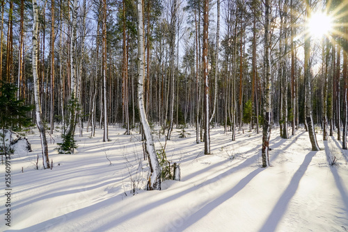 Winter forest with snow-covered trees on a bright Sunny day.